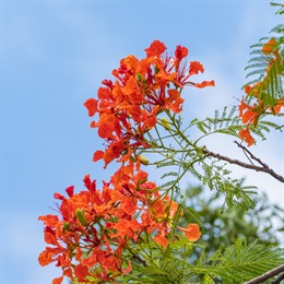 <i>Delonix regia</i> (Flame of the Forest)